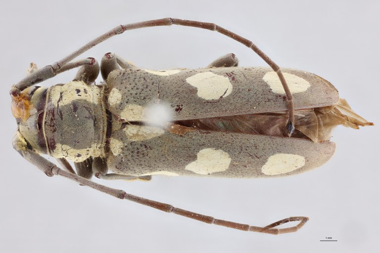 Prosopocera bivittata St D.jpg