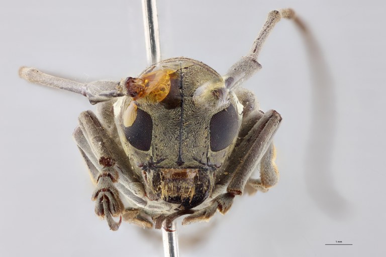 Prosopocera bivittata St Labels.jpeg