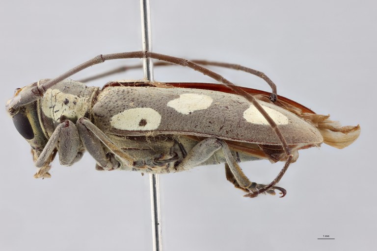 Prosopocera bivittata St Labels.jpeg