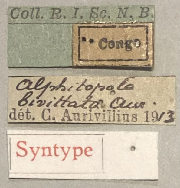 Prosopocera bivittata St Labels.jpeg