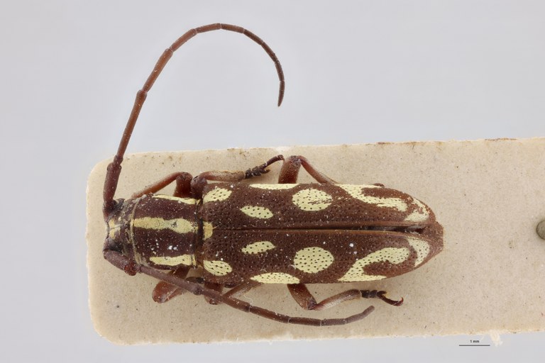 Prosopocera collarti Ht F D.jpg