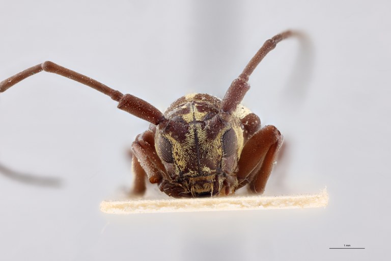 Prosopocera collarti Ht F F.jpg