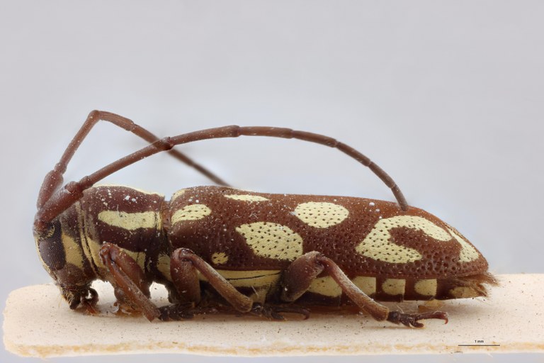 Prosopocera collarti Ht F L.jpg