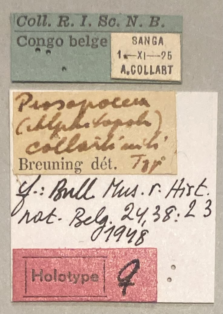 Prosopocera collarti Ht F Labels.jpeg