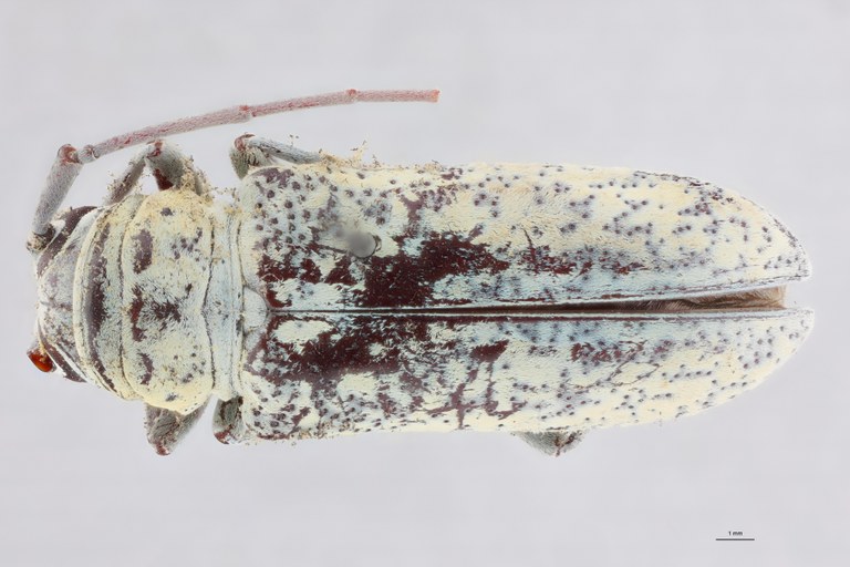 Prosopocera dahomeica St D.jpg