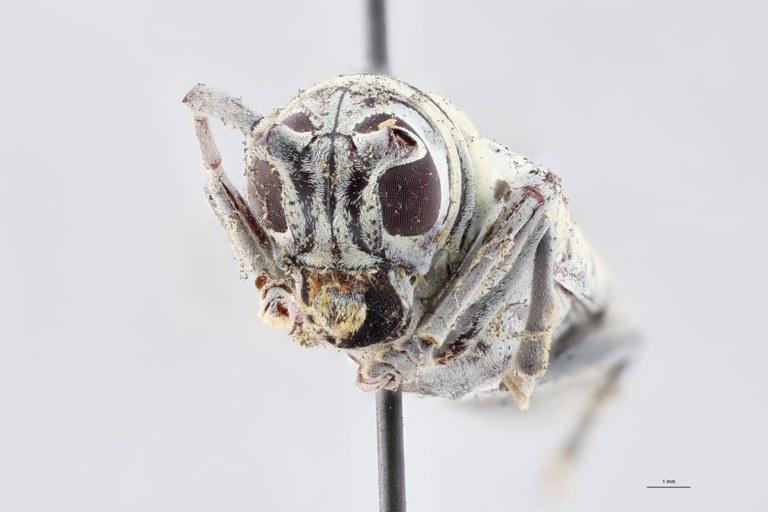 Prosopocera dahomeica St F.jpg
