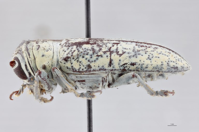 Prosopocera dahomeica St L.jpg