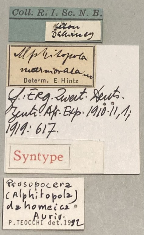 Prosopocera dahomeica St Labels.jpeg