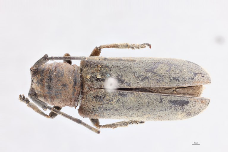 Prosopocera hologrisea Ht D.jpg