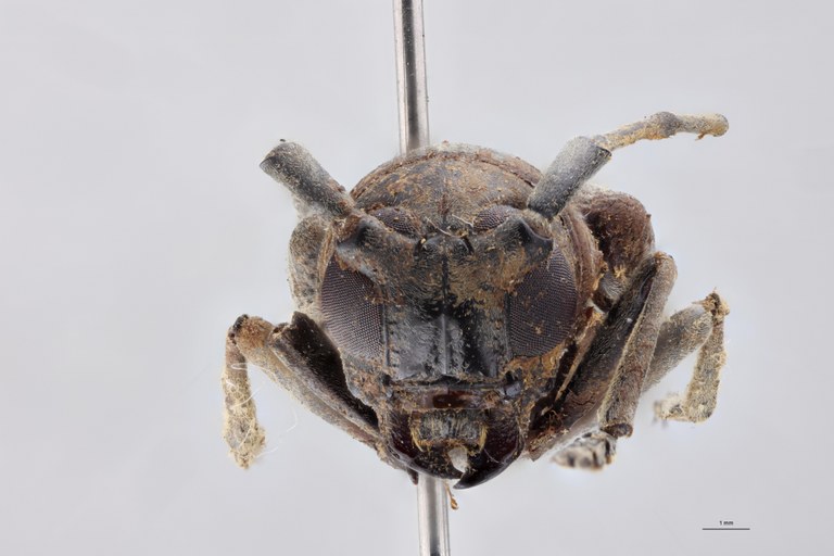 Prosopocera hologrisea Ht F.jpg