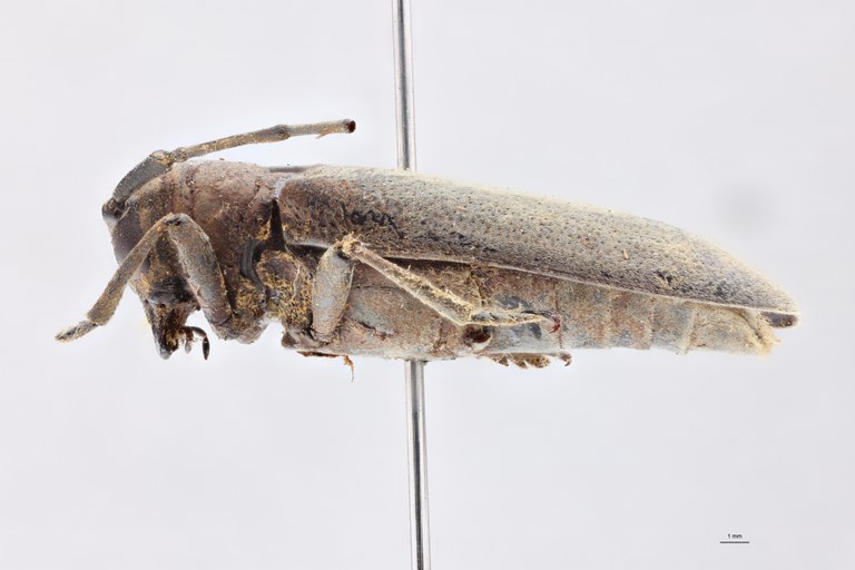 Prosopocera hologrisea Ht L.jpg