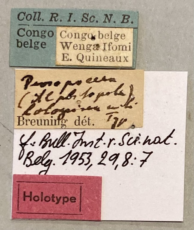 Prosopocera hologrisea Ht Labels.jpeg