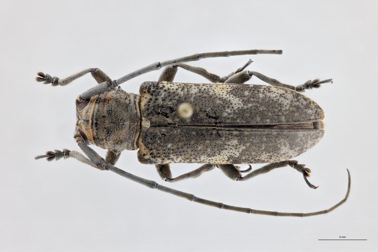 Prosopocera infulata Ht M D.jpg