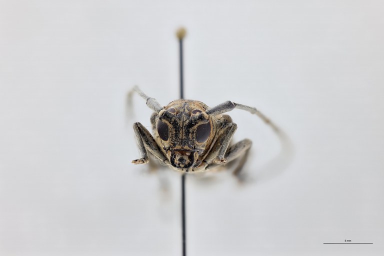 Prosopocera infulata Ht M F.jpg