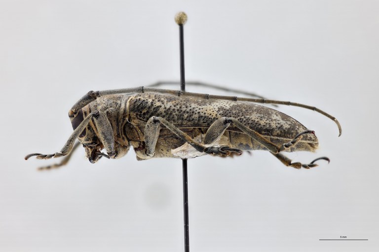 Prosopocera infulata Ht M L.jpg