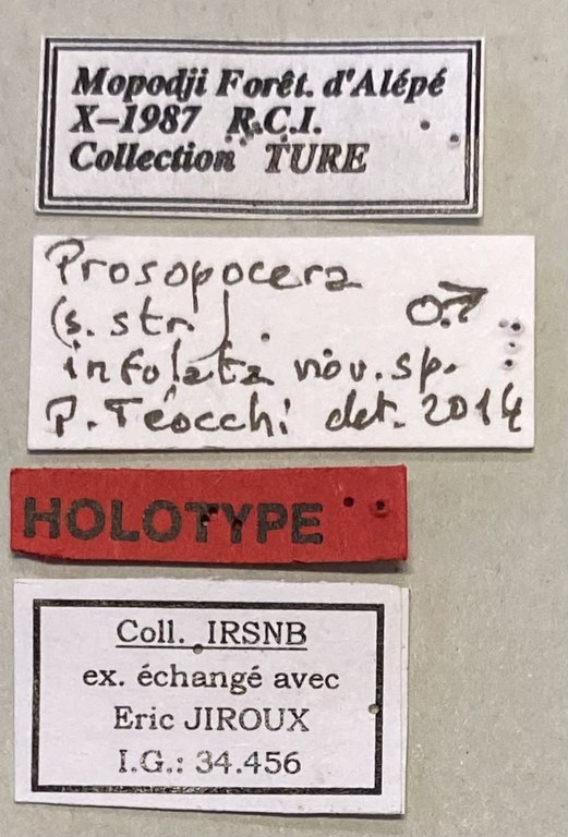 Prosopocera infulata Ht M Labels.jpeg