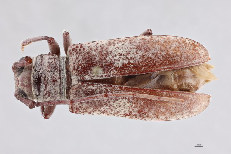 Prosopocera luteomarmorata Ht F D.jpg