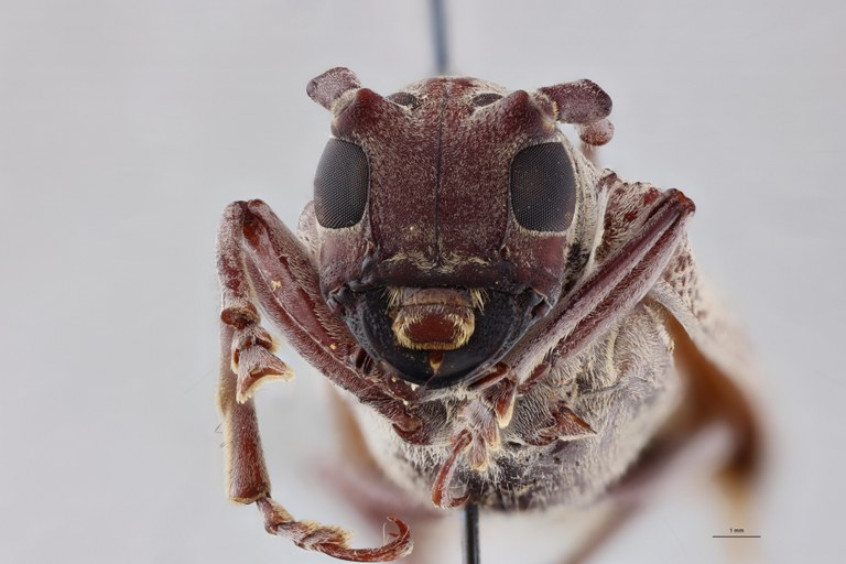 Prosopocera luteomarmorata Ht F F.jpg