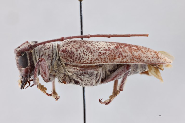 Prosopocera luteomarmorata Ht F L.jpg