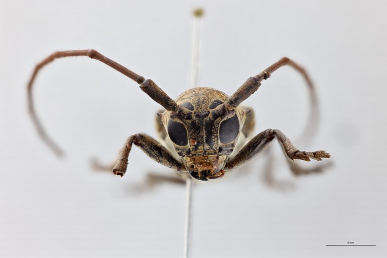 Prosopocera myops uniocellata Ht F F.jpg