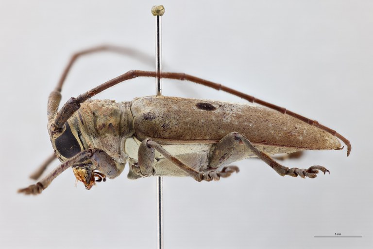 Prosopocera myops uniocellata Ht F L.jpg