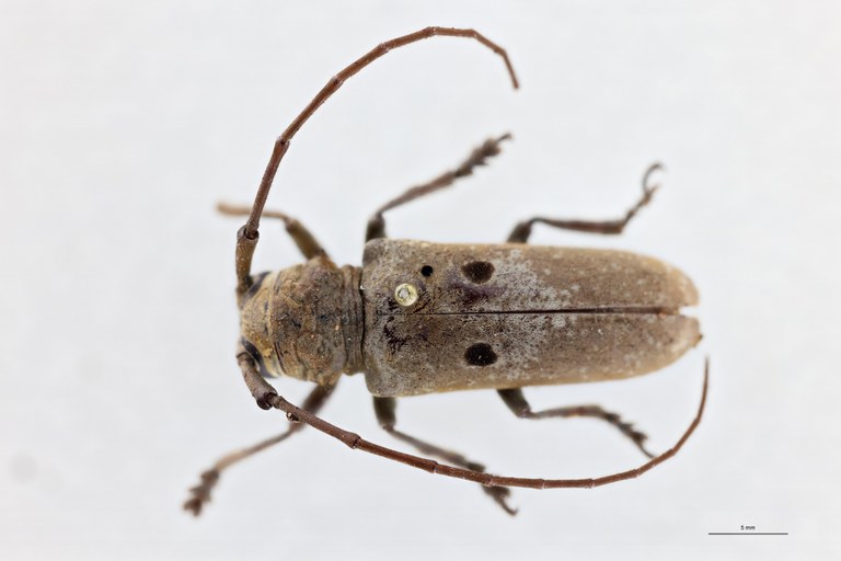 Prosopocera myops uniocellata Ht F D.jpg
