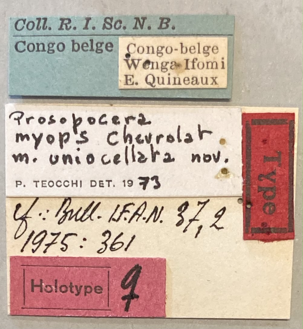 Prosopocera myops uniocellata Ht F Labels.jpeg