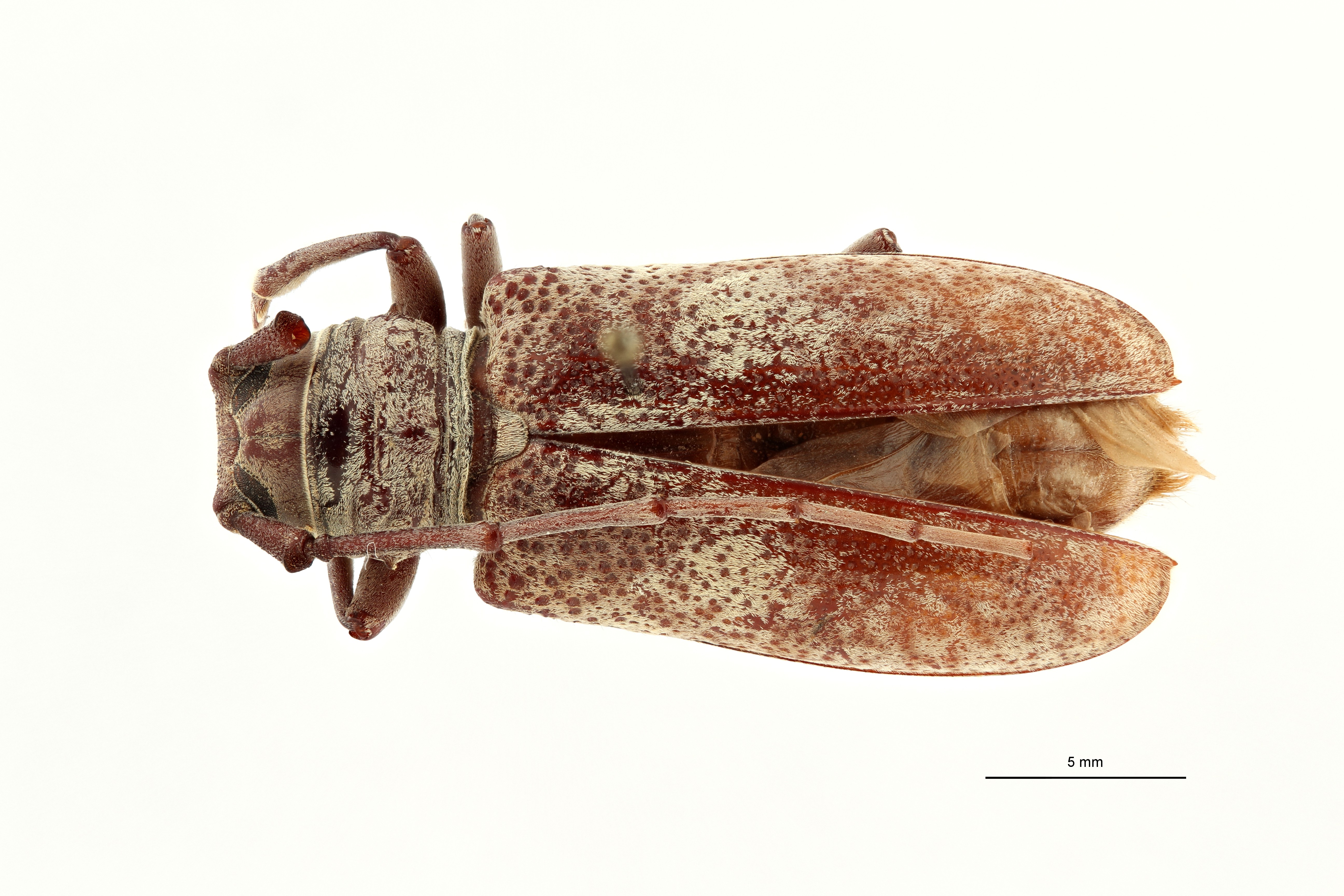 Prosopocera spinipennis ht D ZS PMax Scaled.jpeg