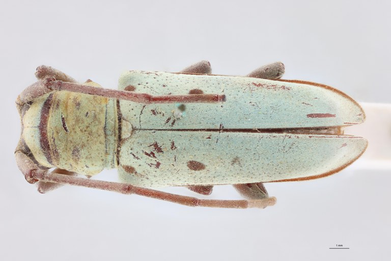 Prosopocera viridana Ht M D.jpg
