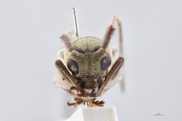 Prosopocera viridana Ht M F.jpg