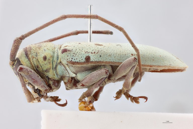 Prosopocera viridana Ht M L.jpg