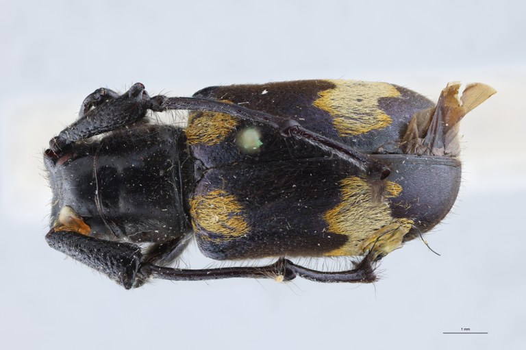 Pseudipocregyes maculatus Ht D.jpg