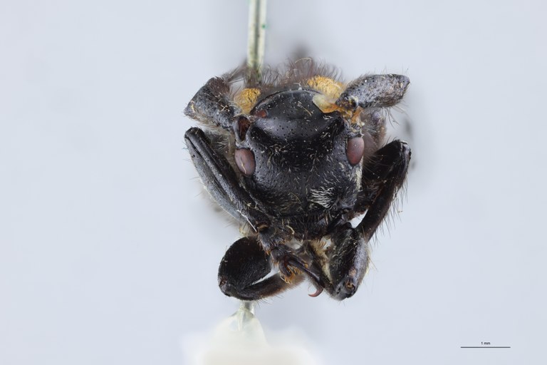 Pseudipocregyes maculatus Ht F.jpg