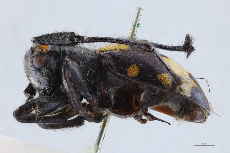 Pseudipocregyes maculatus Ht L.jpg