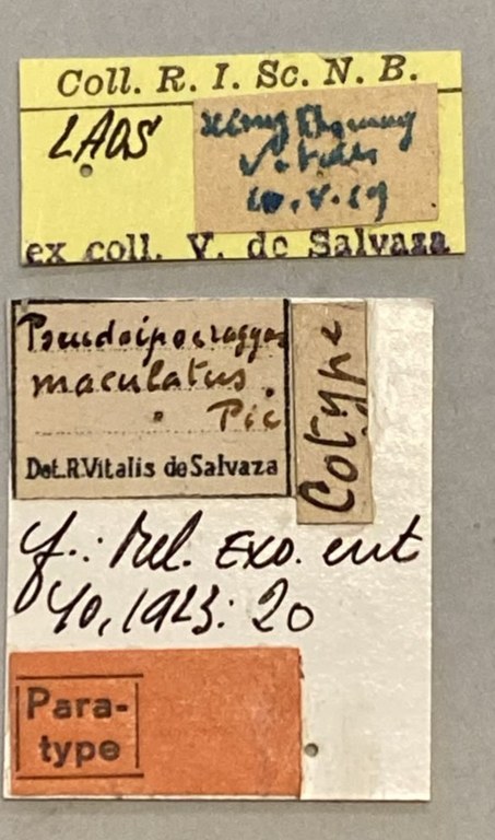 Pseudipocregyes maculatus Ht Labels.jpeg