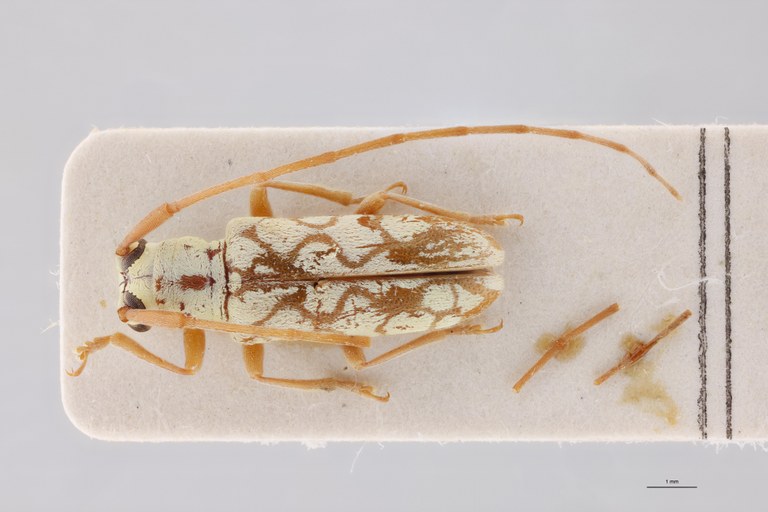 Pseudochariesthes undulatovittata Ht L.jpg