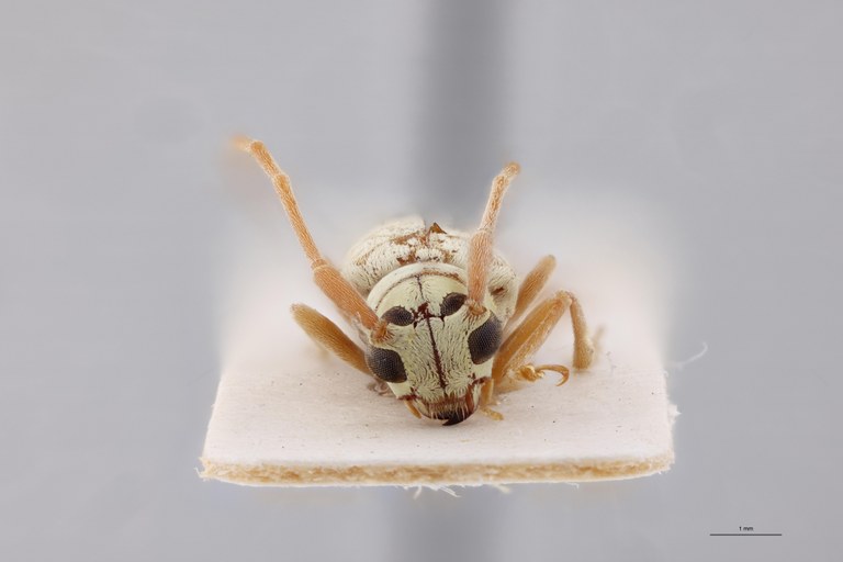 Pseudochariesthes undulatovittata Ht F.jpg