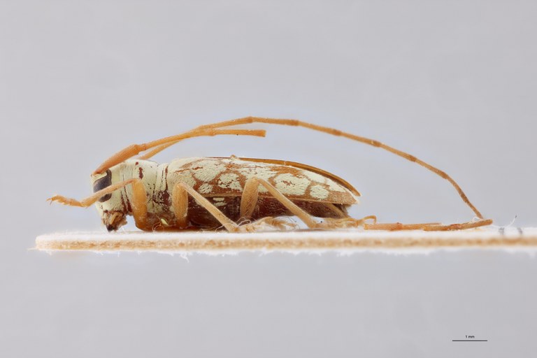 Pseudochariesthes undulatovittata Ht L.jpg