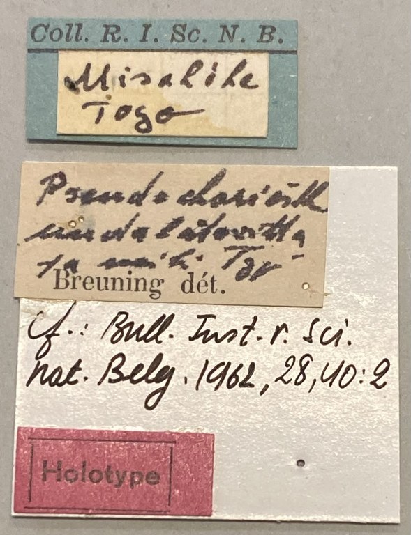 Pseudochariesthes undulatovittata Ht Labels.jpeg