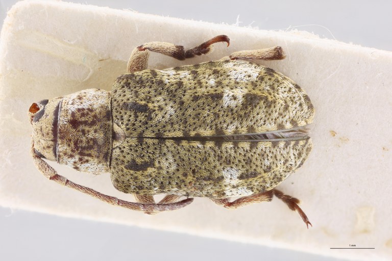 Pterolophia guineensis Ct D.jpg