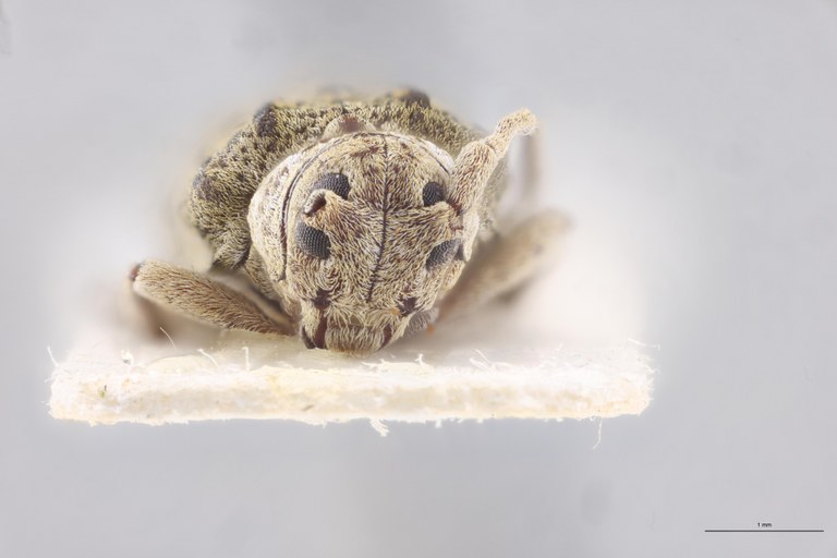 Pterolophia guineensis Ct F.jpg