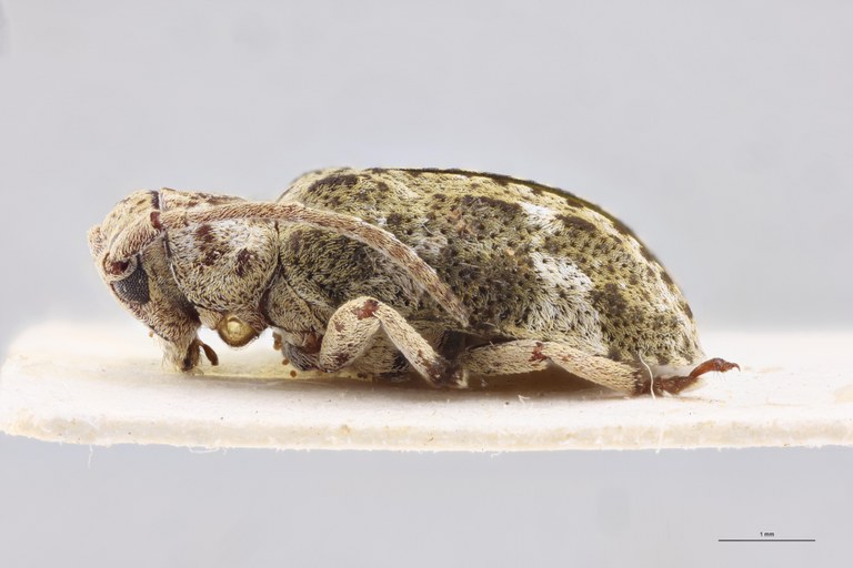 Pterolophia guineensis Ct L.jpg