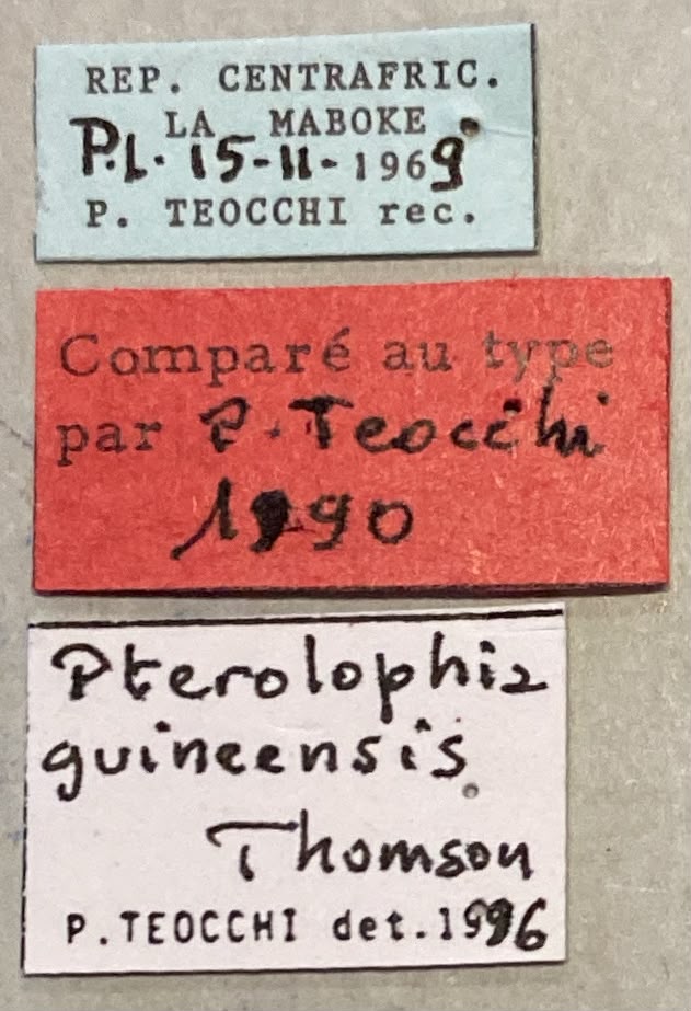 Pterolophia guineensis Ct Labels.jpeg