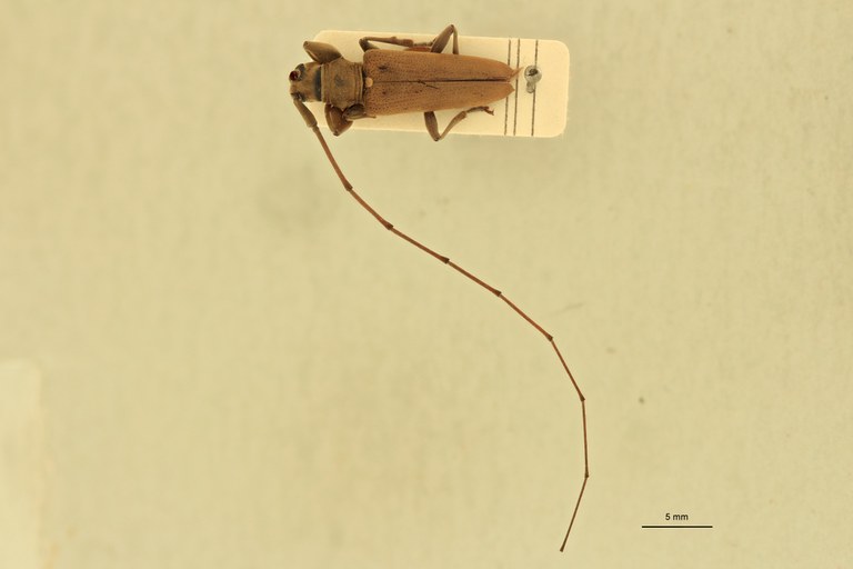 Stenohammus assamensis Ht Antennae.jpg