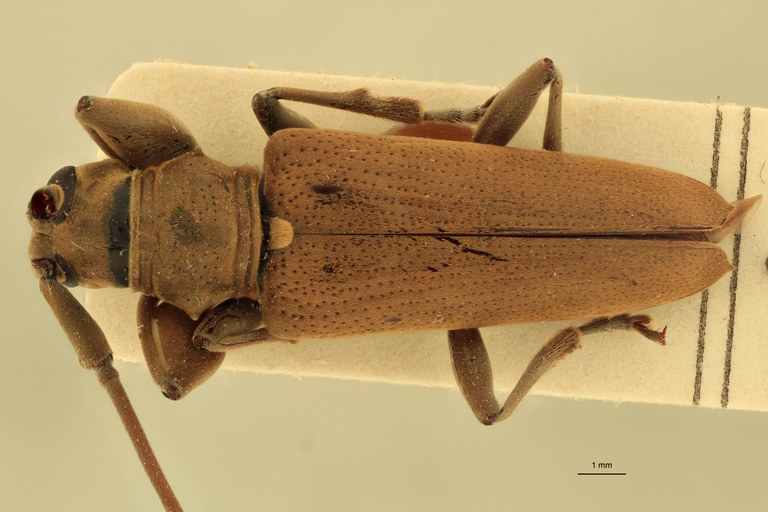 Stenohammus assamensis Ht D.jpg