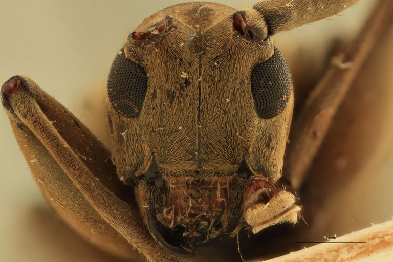 Stenohammus assamensis Ht F.jpg