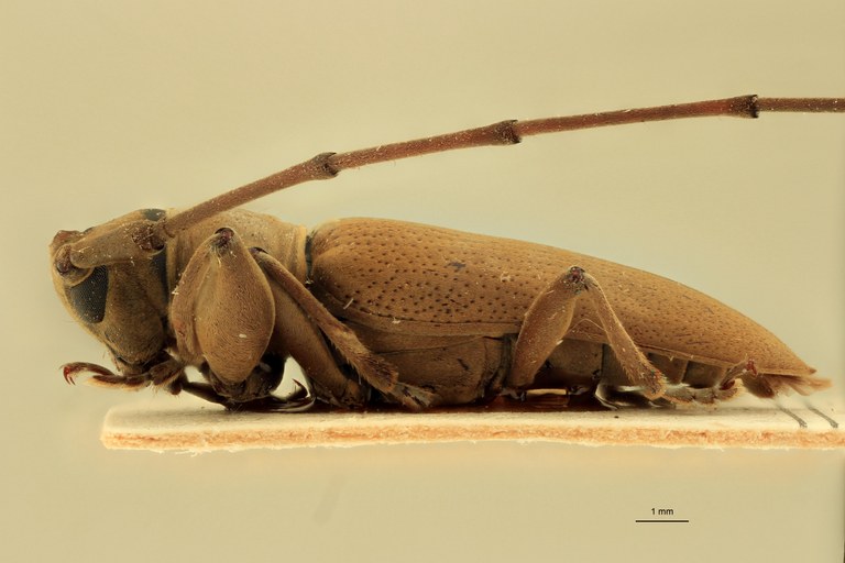 Stenohammus assamensis Ht L.jpg
