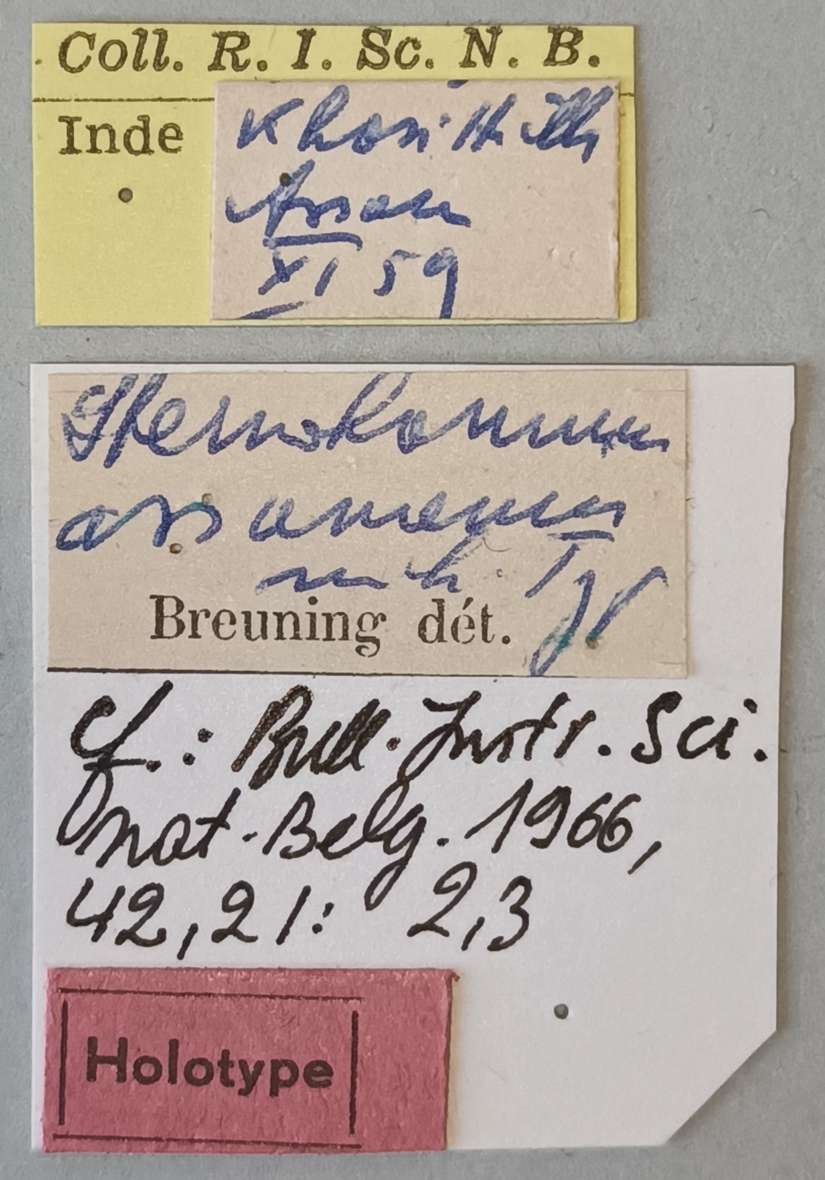 Stenohammus assamensis Ht Labels.jpg