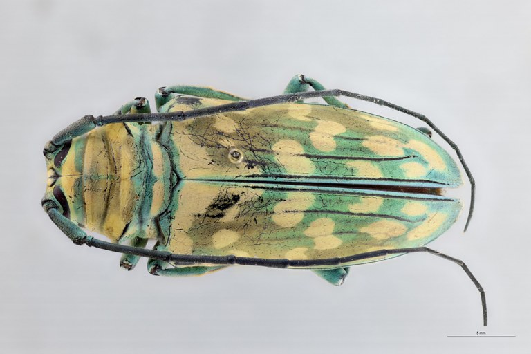 Sternotomis flavomaculata Ht D.jpg