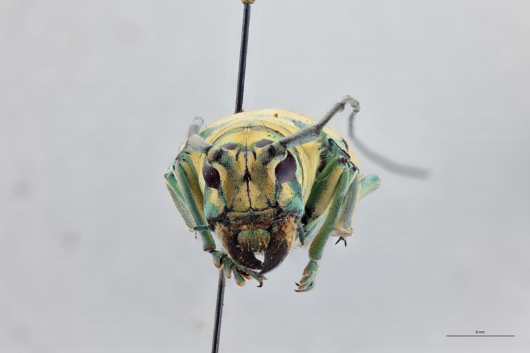 Sternotomis flavomaculata Ht F.jpg